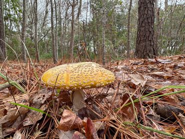   "For educational/identification purposes only."