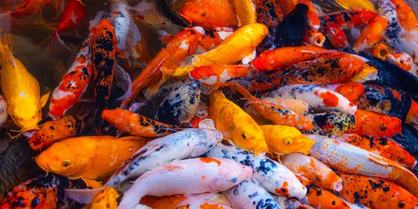 A vibrant group of colorful koi fish swimming closely together.