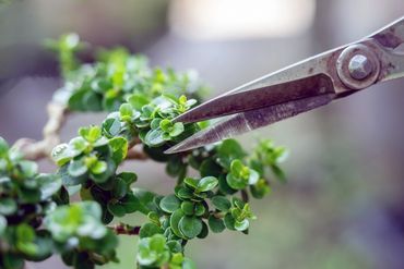 Scissors trimming small green leaves on a plant.