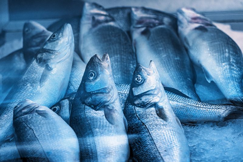 Fresh sea bass fish resting on a bed of ice, waiting in a supermarket display case for customers seeking quality seafood options