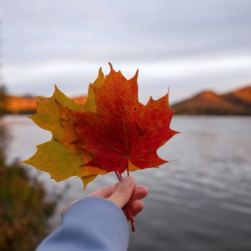 Hand holding colorful autumn leaves near water.