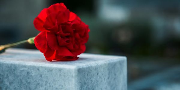 A vibrant red carnation lies on a gray stone surface.
