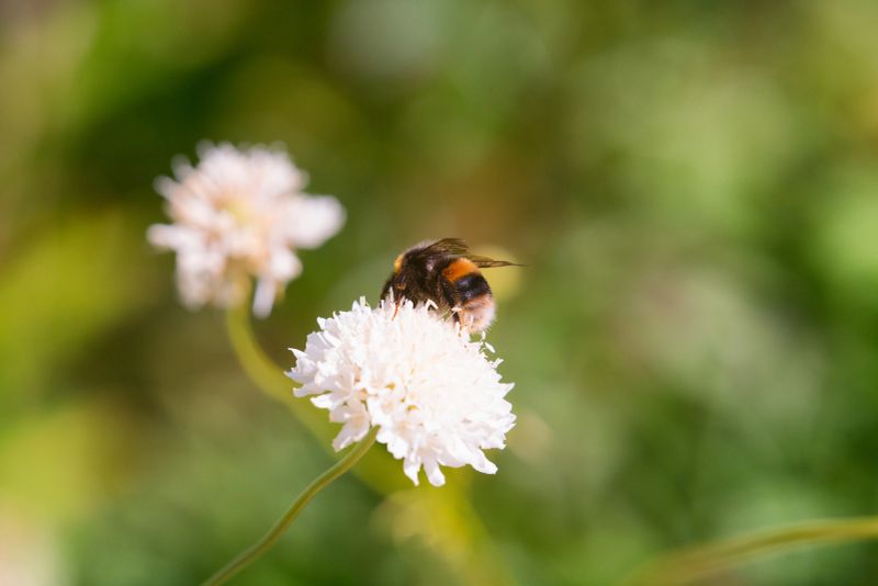 A wonderful bumblebee scrambles around on a spectacular white scabious flower, collecting pollen in a most excitable way.
