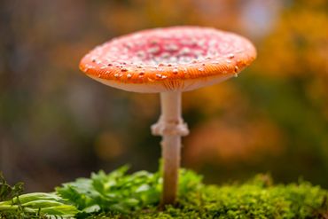  "For educational/identification purposes only."Mushrooms in nature