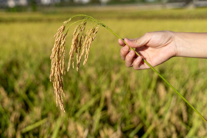 A hand cradles a single ripe rice panicle against a softly blurred field.A farmer’s weathered palm holds the golden ear of rice, its grains plump and translucent in warm morning light. Sunbeams catch the silky beards and highlight subtle greens and ambers, while the background field dissolves into creamy bokeh. The frame conveys harvest pride, sustainability, and the human connection to food. Ideal for stock categories: agriculture, food origins, sustainability, rural lifestyle, and wellness visuals.