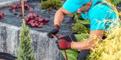 Gardener trims plant with pruning shears.