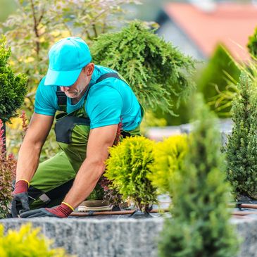 Gardener planting and tending to small shrubs in a landscaped garden.