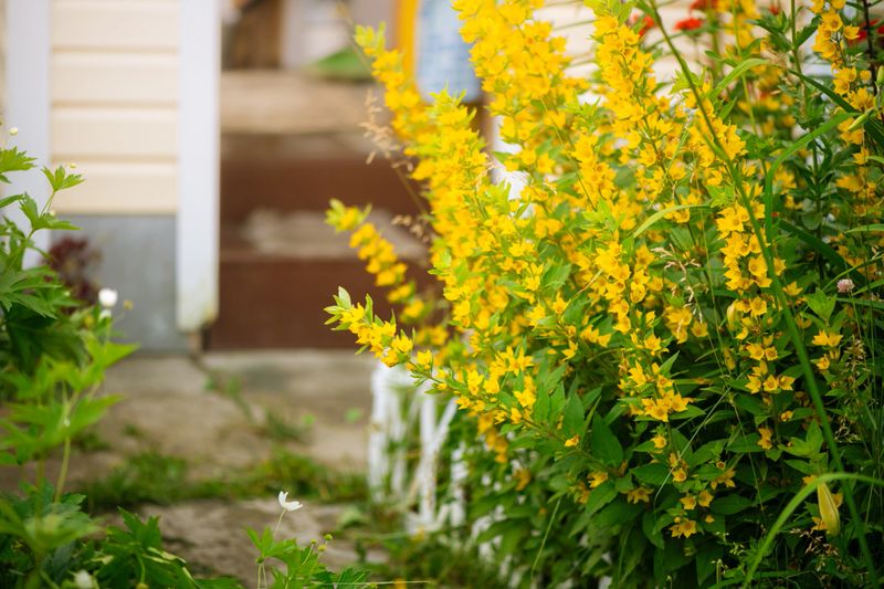 Blooming yellow dotted loosestrife flowers create a vibrant and colorful display near a charming wooden house during summer, enhancing the beauty of the garden and surrounding nature