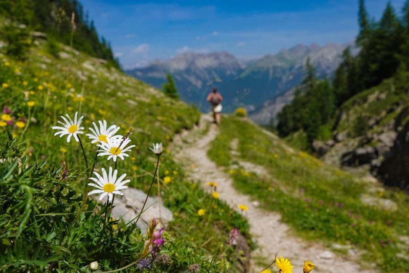 CLOSE UP, DOF: White daisies and blurred mountain path receding into distance, where a lone hiker walks and majestic mountains rise under blue sky, Beautiful alpine landscape from unique perspective.