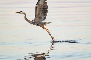A heron takes flight, skimming the water with its feet.
