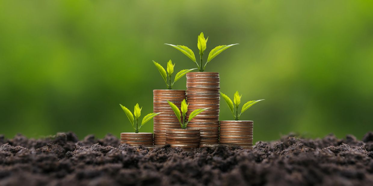 Young plants growing on stacks of coins in soil.