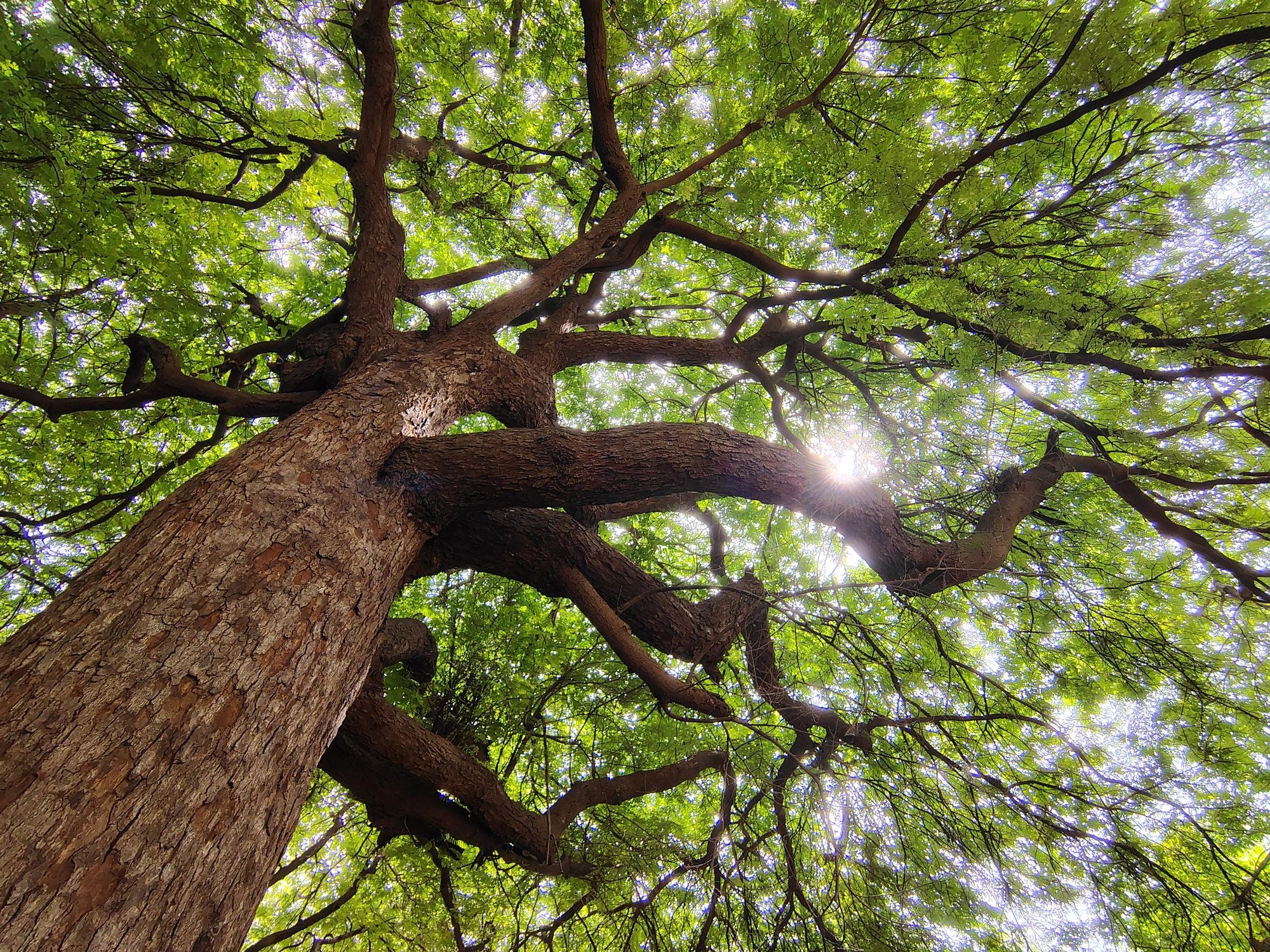 Mature tree viewed from below with sunlight through green branches.