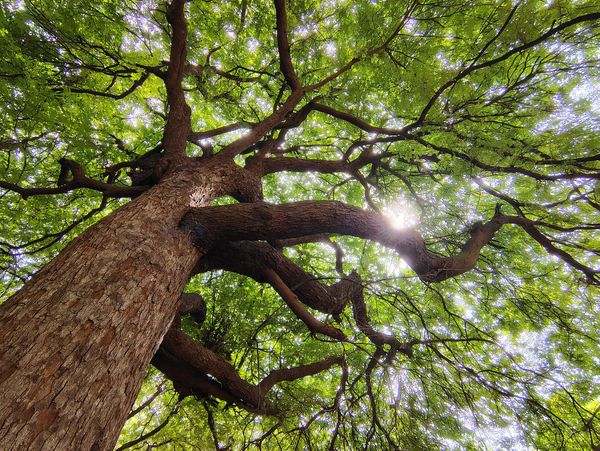 Sunlight filters through the lush green canopy of a large tree.