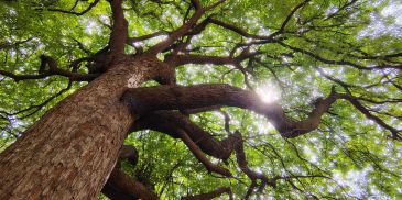 Sunlight shining through the branches of a large tree.