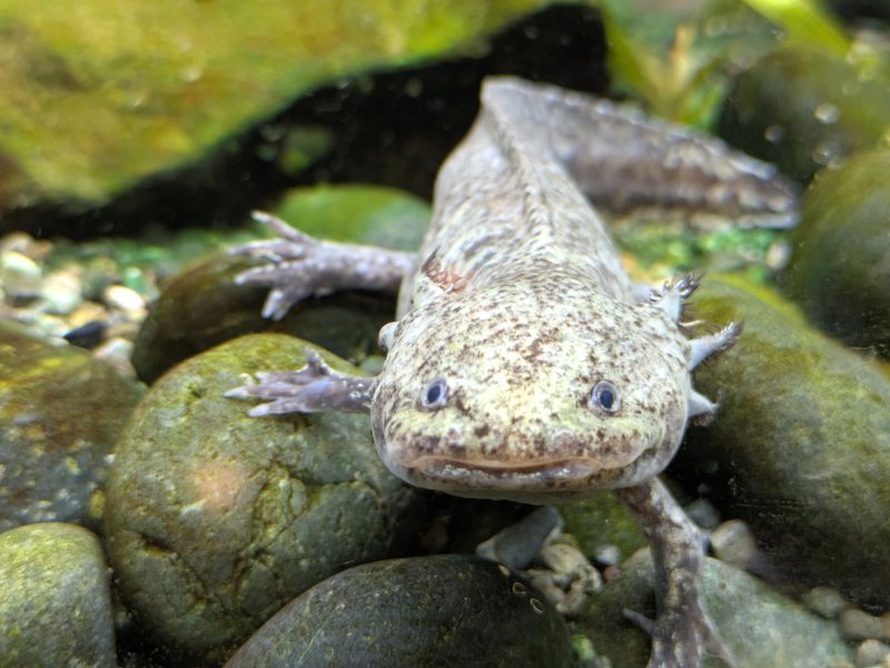 Front View of a Wild-Type (Marbled) Axolotl (Mexican Walking Fish) on Aquarium Rocks