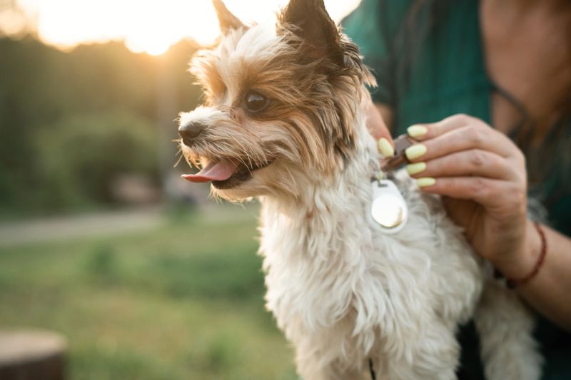 Yorkshire-Terrier dog with GPS tracker outdoors in summer