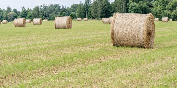 Hay bales scattered across a green field.