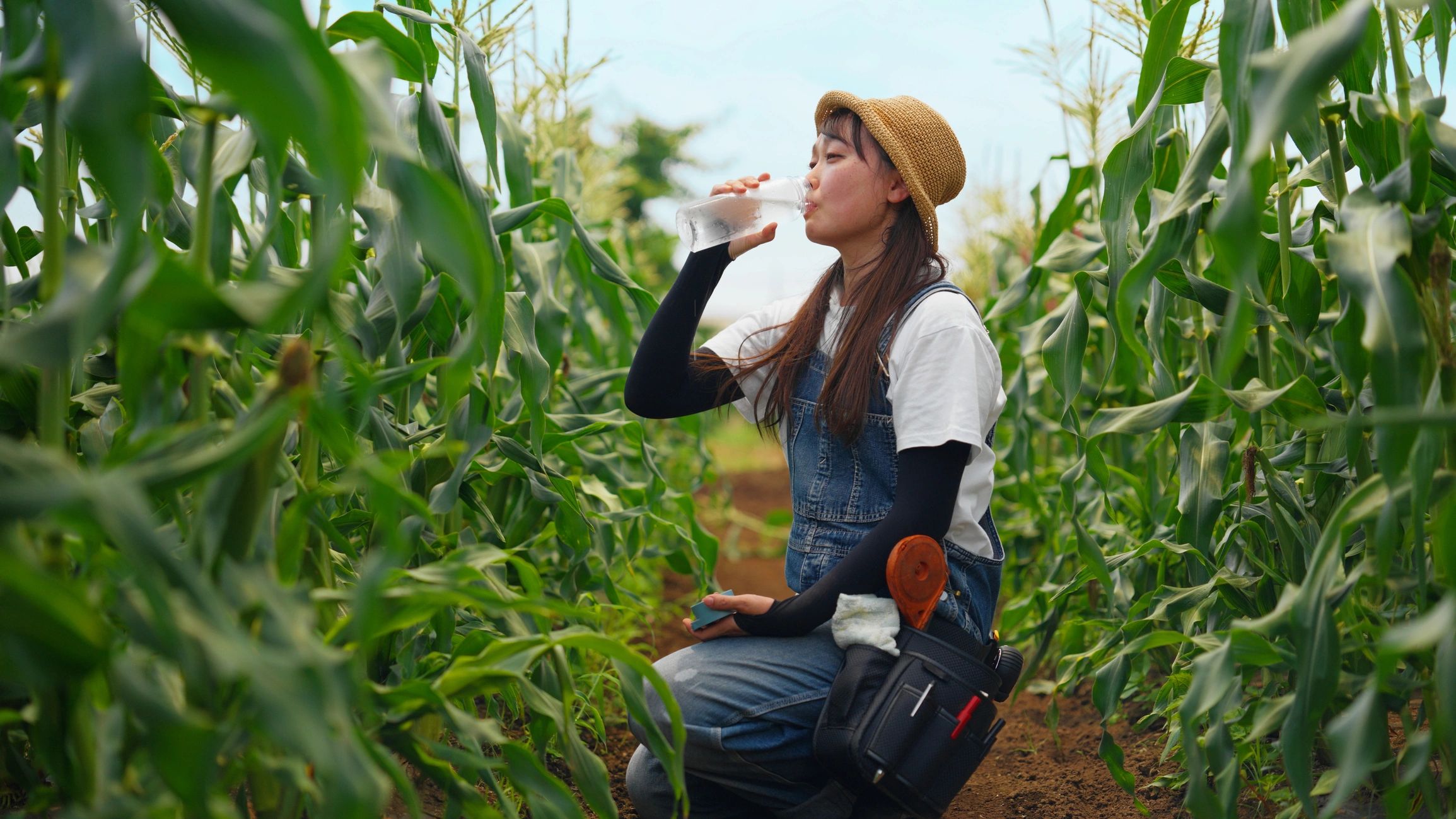 Farm worker in a sun hat drinking water from a bottle in a corn field
