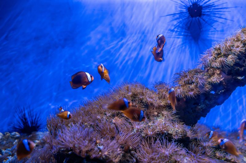 The image captures a vibrant underwater display of various corals and marine invertebrates within an aquarium setting. The corals exhibit diverse shapes and colors, while the invertebrates are seen moving around them. The water is illuminated by overhead lights, casting a glow on the sea life. This photo is suitable for stock categories such as marine biology, aquarium exhibits, underwater ecosystems, and ocean conservation.