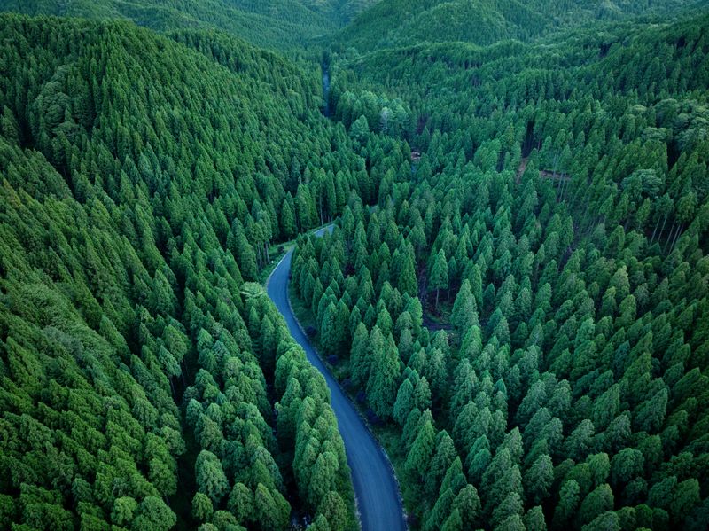 Aerial view of a mountain road through a lush evergreen forest