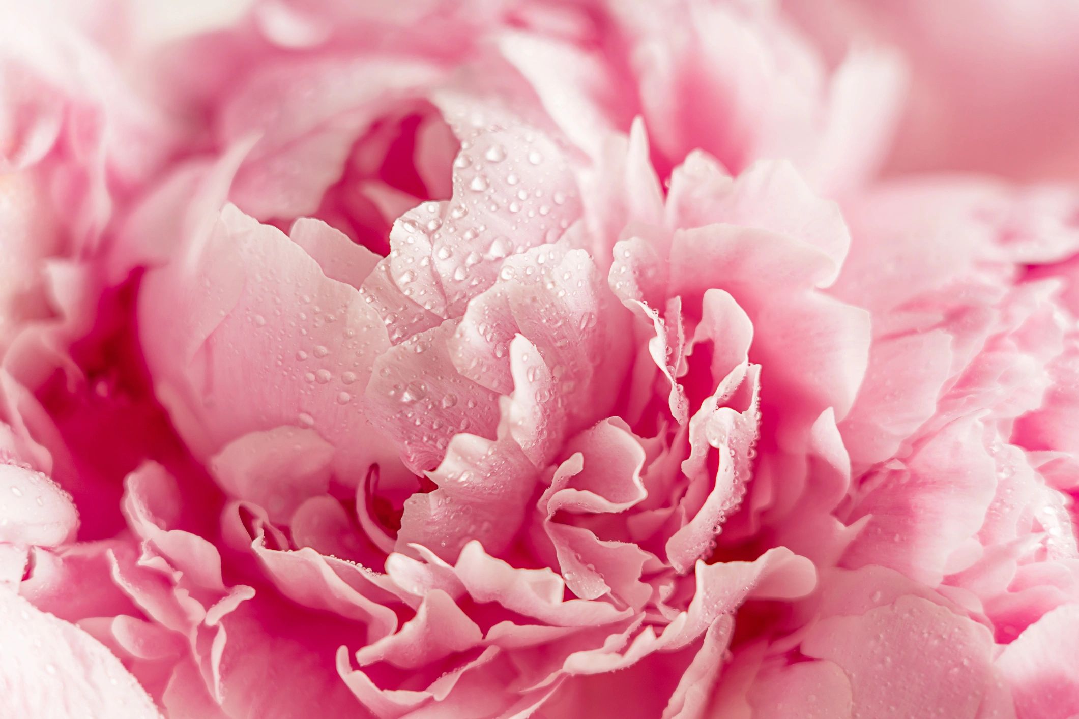 Close-up of pink flower petals with water droplets.