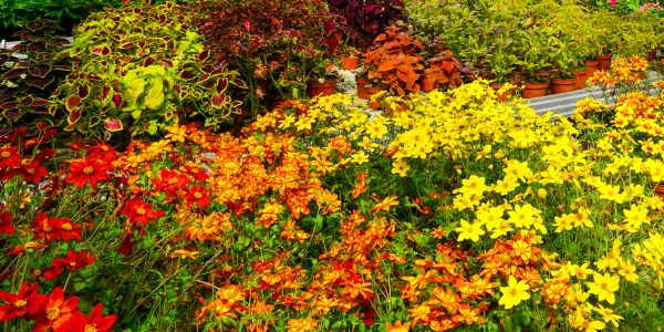 Bright multicolored flowers in garden beds.