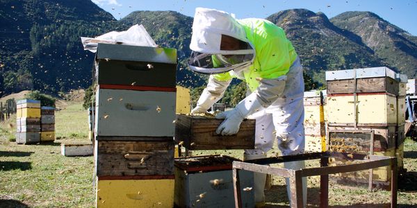 新西兰麦卢卡蜂蜜