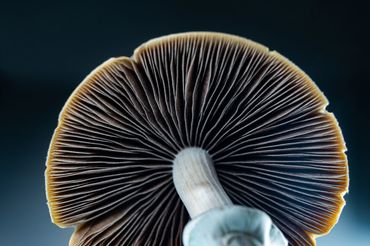  "For educational/identification purposes only." mushroom in nature