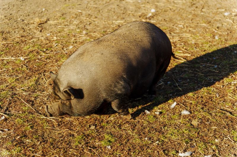 Exploring the playful characteristics of a curious piglet in a warm, sunlit farmyard setting
