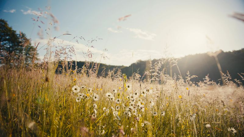 Golden meadow at sunset, wildflowers swaying gently in the breeze. Sunlight filters through, casting a warm glow over the tranquil landscape. Perfect for evoking serenity, mindfulness, and harmony with nature. Ideal for relaxation and peaceful contemplation., captured with a scenic view of.