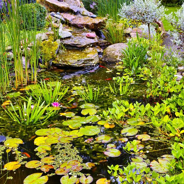 A serene garden pond with lily pads and rocks.