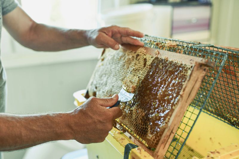 Beekeeper Extracting Honeycomb Frame for Natural Honey Production