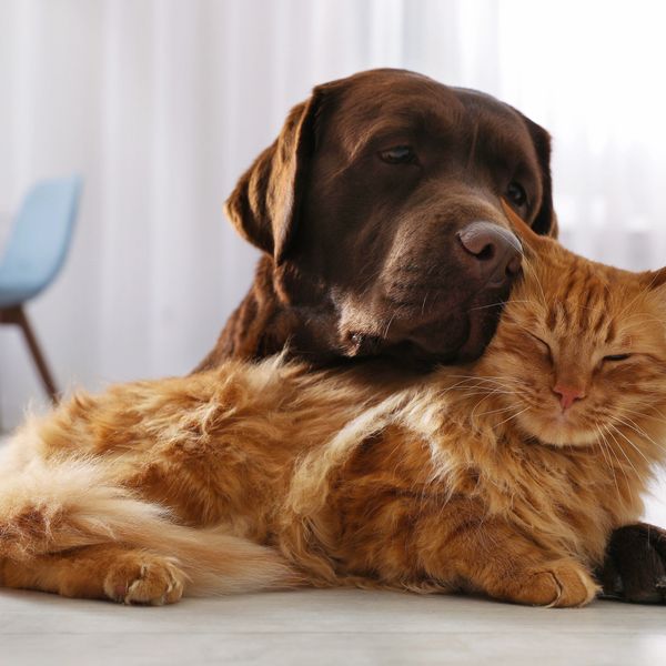 A chocolate Labrador rests its head affectionately on a relaxed orange tabby cat.