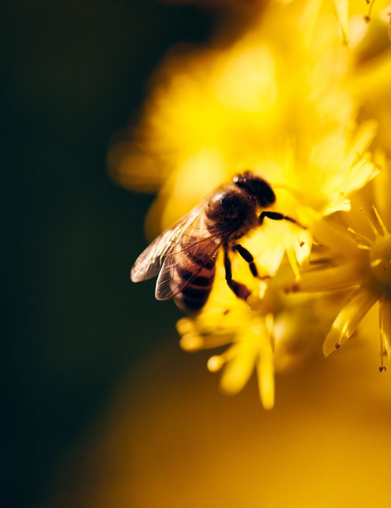 A macro photograph of a honeybee gathering nectar on vivid yellow flowers. The warm sunlight enhances the golden tones, creating a vibrant and natural atmosphere.