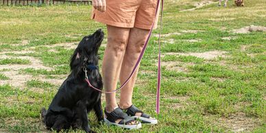 Black dog sitting attentively next to a person in shorts holding its leash.