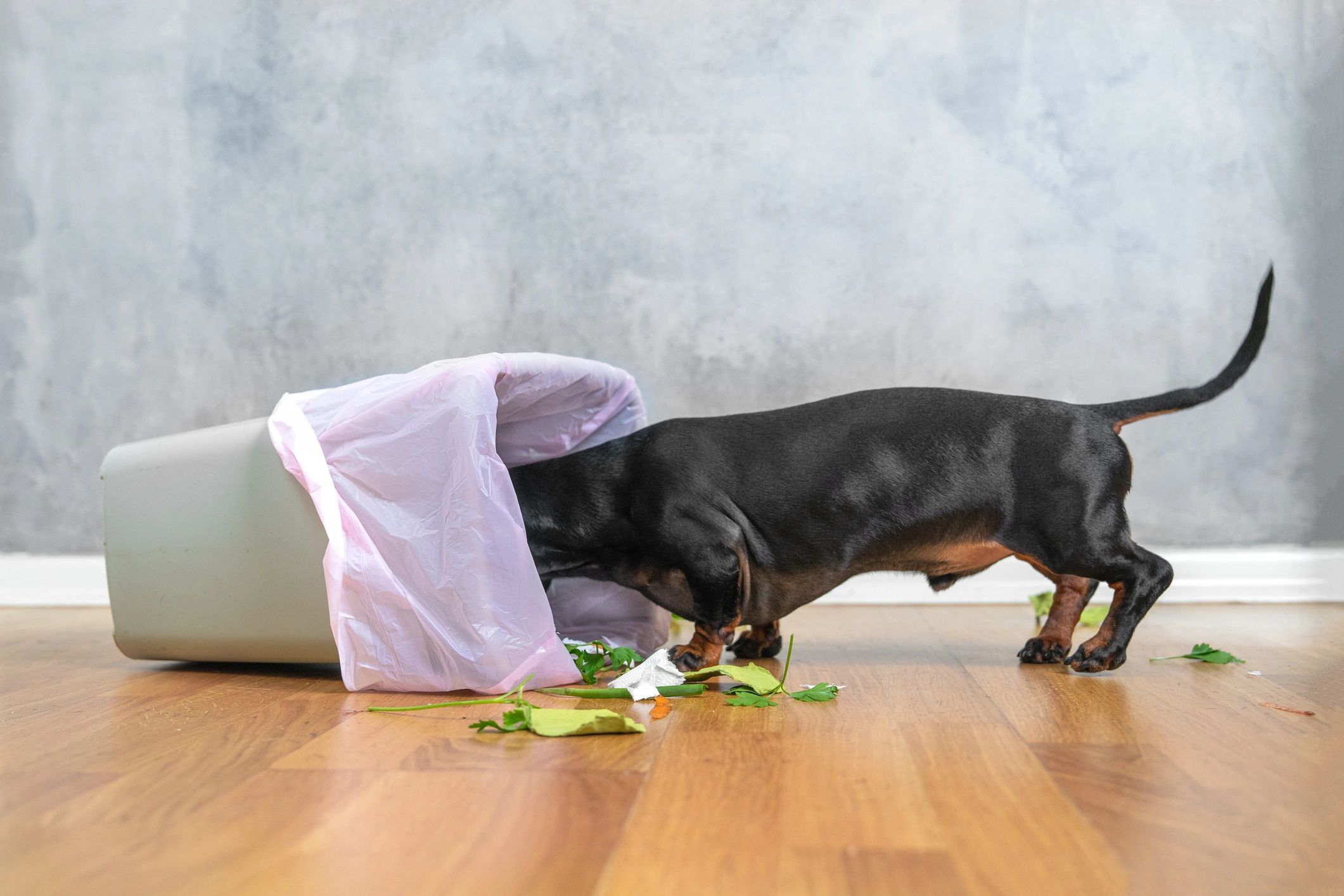 Dog stuck head in tipped-over trash can.