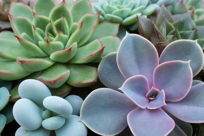 Close-up of various colorful succulent plants.