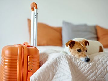 A small dog resting on a bed near an orange suitcase.