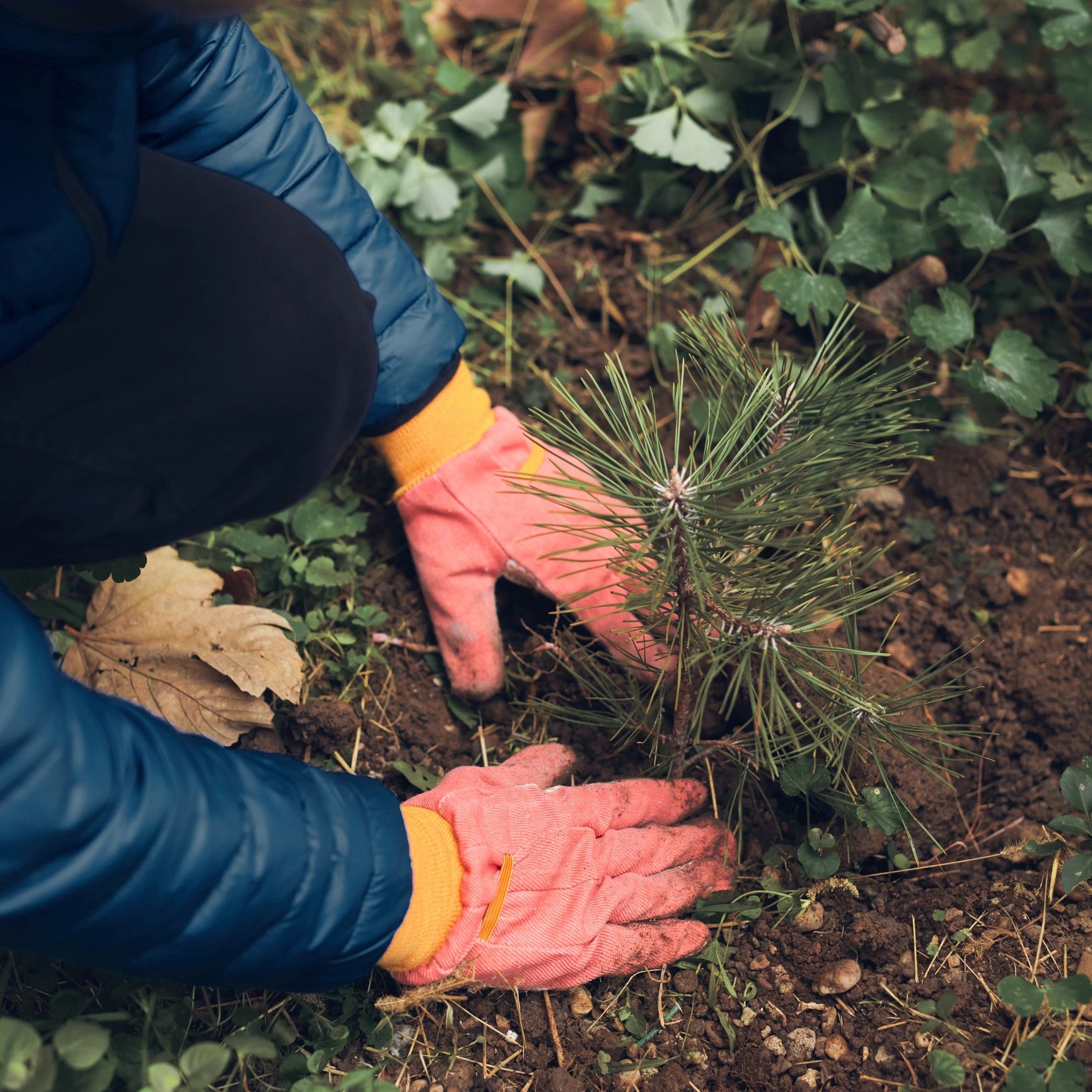 Person wearing gloves plants a small pine tree in soil.