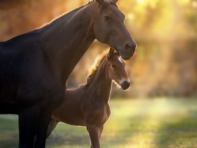Horse feed sales in Sterling Ohio