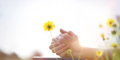 Hands holding a yellow flower in a field.