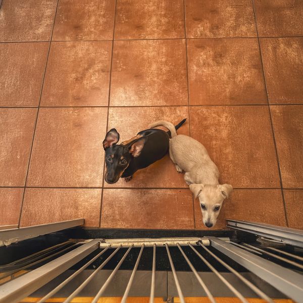 Two puppies look up through a metal gate on a tiled floor.