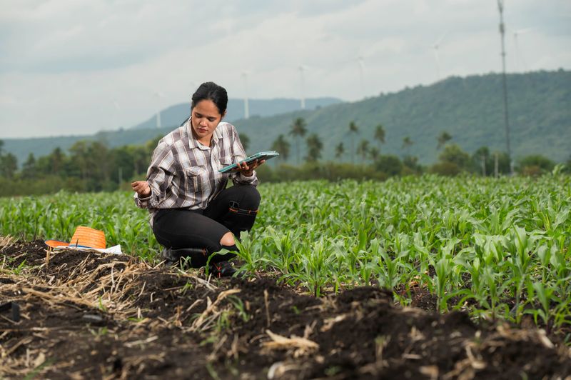 A young female researcher utilizes iPad-based technology to control systems and log data from corn crop and soil analysis. woman using iPad technology to monitor and record data from the inspection of corn plants