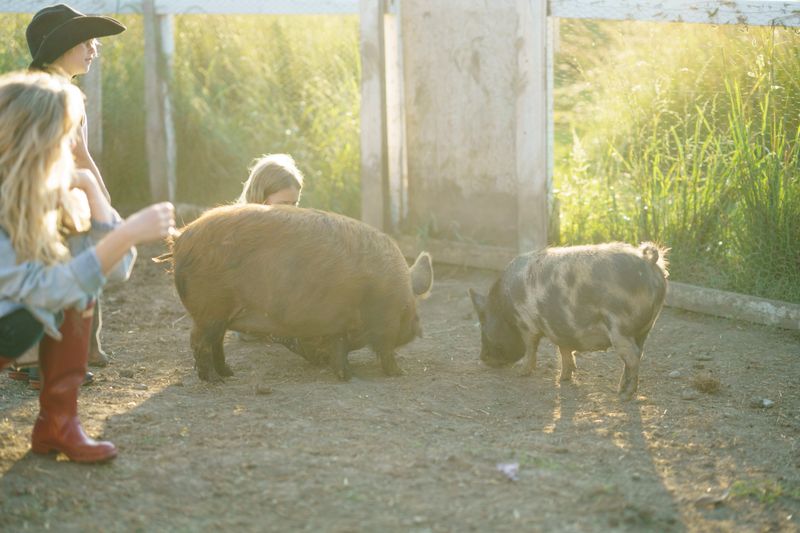 Family members enjoy a farm moment with pigs, capturing the essence of rural life on a sunny day.