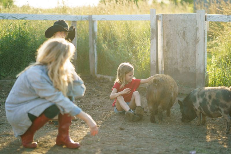 A family spends quality time together interacting with farm animals on a rural countryside farm, surrounded by nature and sunlight. A young girl observes and pets charming piglets under pleasant, warm lighting.