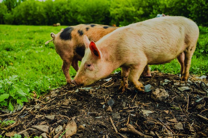 Two young pigs explore a vibrant green field sniffing around the ground for food The background features lush trees creating a serene rural atmosphere