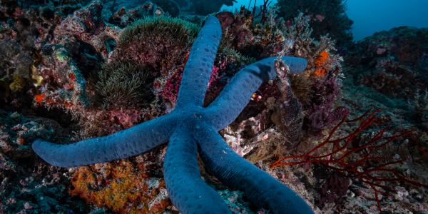 A blue starfish on a vibrant coral reef underwater.