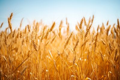 Golden wheat field ready for harvest
