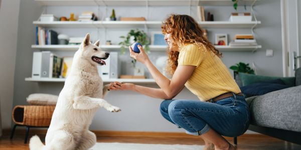 Woman playing fetch with a white dog indoors.