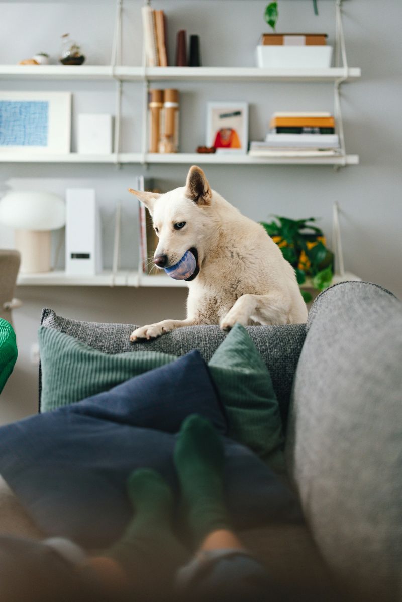A dog sitting on a couch with a ball, surrounded by cozy pillows and home decor.